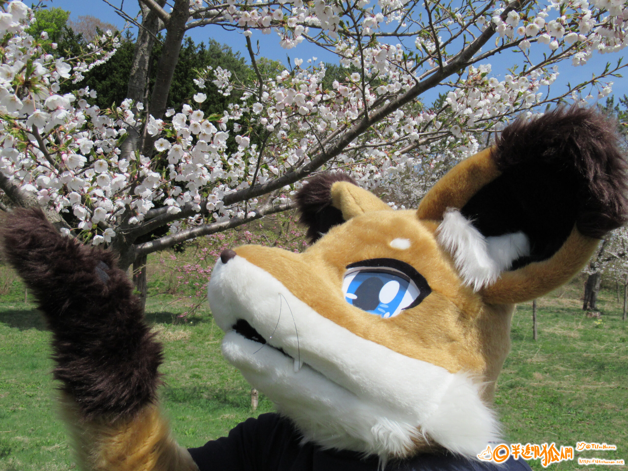 FursuitFriday : お花見